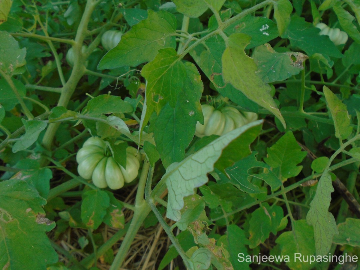 Solanum lycopersicum L.